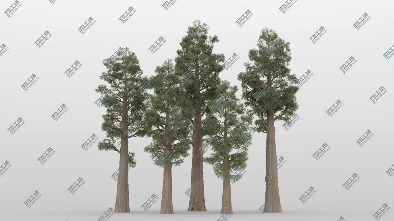 images/goods_img/2021040231/5-5 Sequoia Trees 3D model/2.jpg